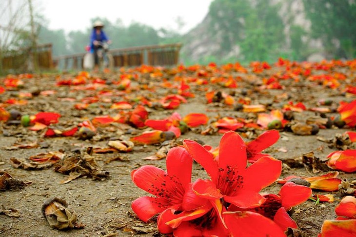 Cotton tree flowers in full bloom in early April - ảnh 7